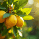 Fruitiers citronnier quatre saisons en plein soleil