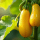Courgettes jaunes en croissance dans un jardin ensoleille