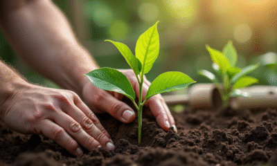 Main plantant un chèvrefeuille dans la terre riche du jardin