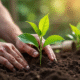 Main plantant un chèvrefeuille dans la terre riche du jardin